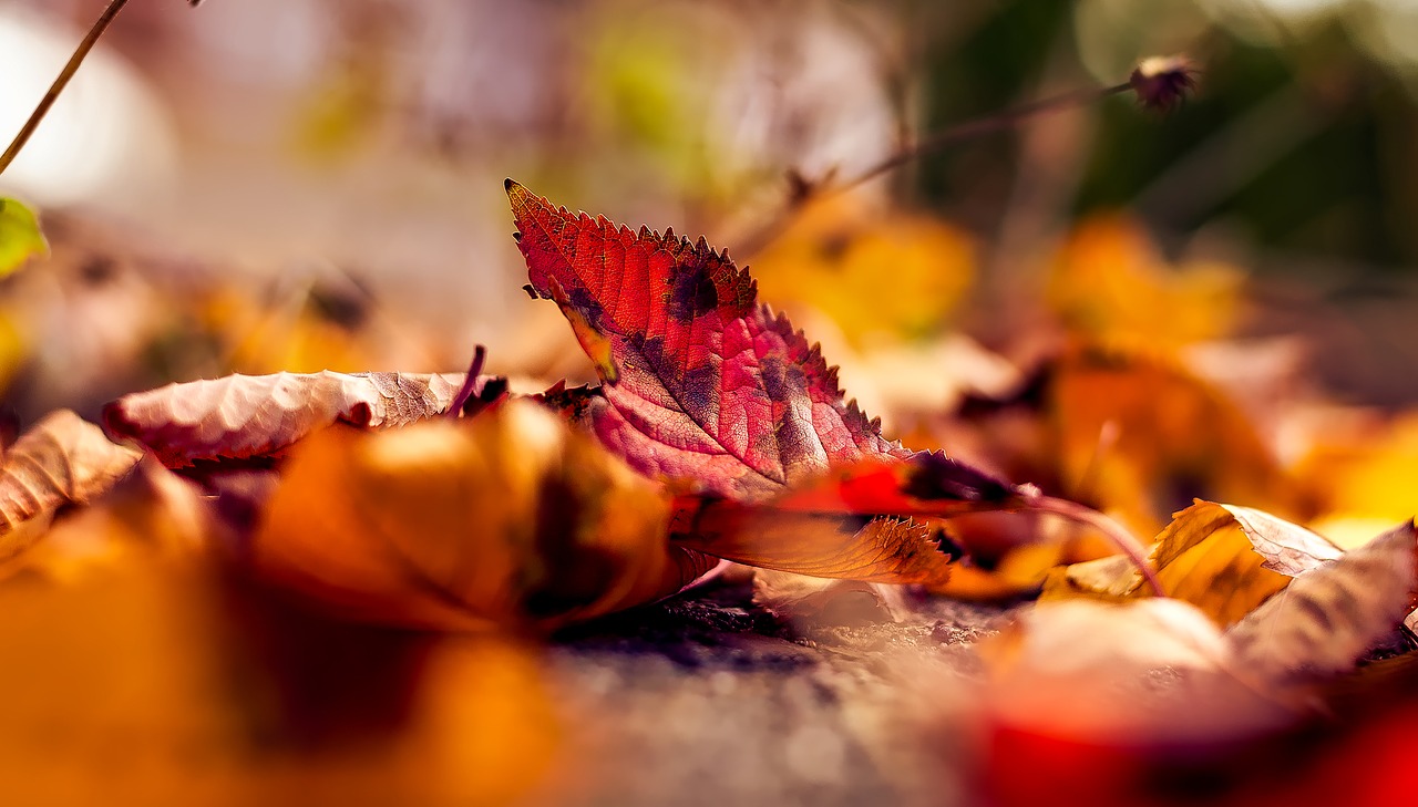 autumn, fall, leaves-1801721.jpg